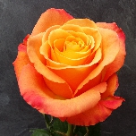 Confidential Roses Equateur Ethiflora